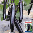 'Yuqie No.5' Eggplant Seeds, 8g