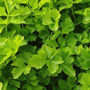 White Bone Yellow Heart Celery Seeds, 5g