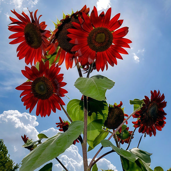 Hongyun Sunflower, 100 Seeds