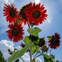 Hongyun Sunflower, 100 Seeds