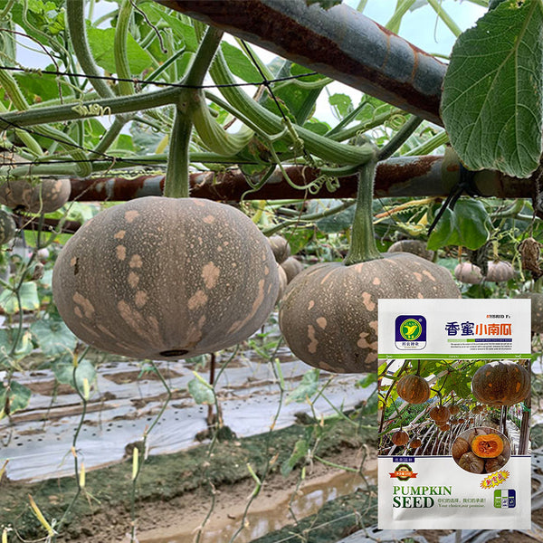 Xiangmi Small Pumpkin Seeds