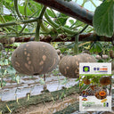 Xiangmi Small Pumpkin Seeds
