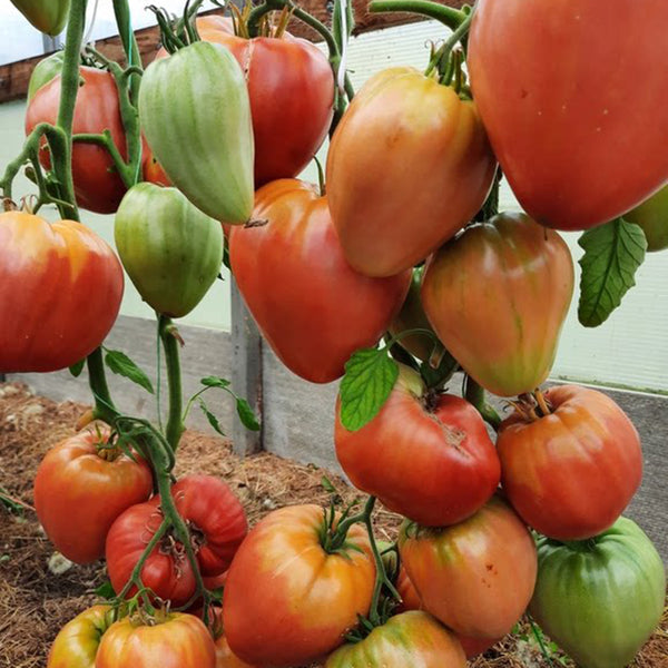 1064 Minusinsk Lord Tomato, 5 Seeds