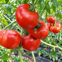 520 Jeff Davis Tomato, 5 Seeds