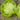 735 Dwarf Green Giant Tomato, 5 Seeds