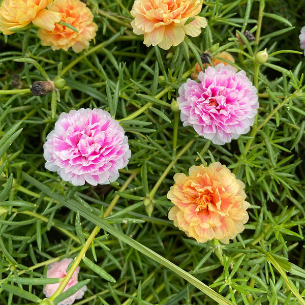 Hezhichun Mixed Double Portulaca Seeds, 1g