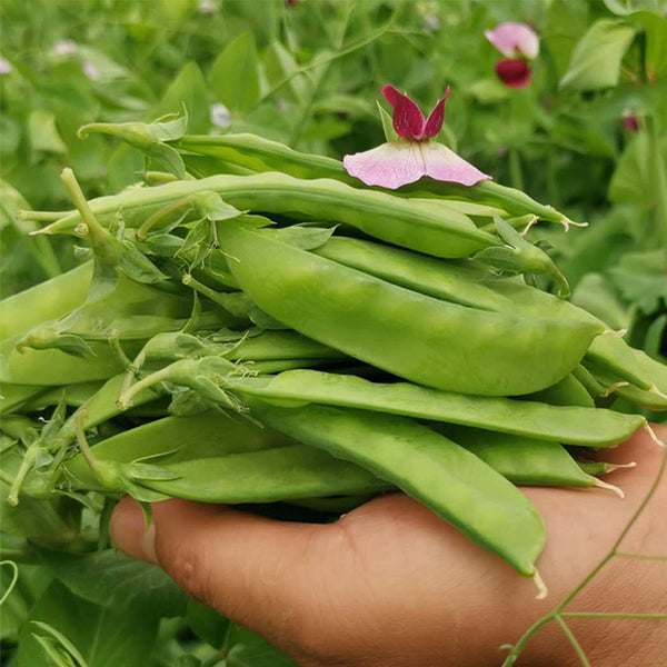 Large-Pod Snow Pea Seeds, 50g