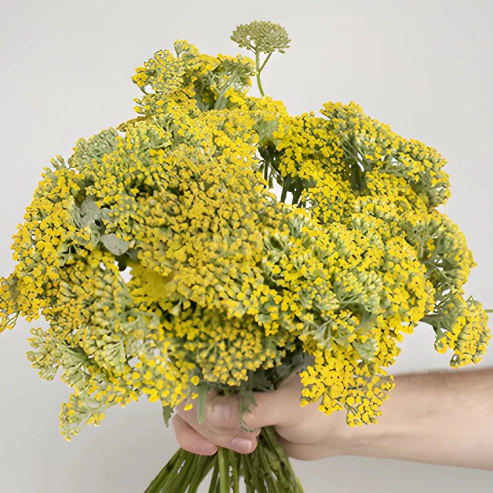 Yellow Yarrow Seeds, Pkt of 500