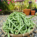 'Jiemei No. 8' Bush Bean, 40g