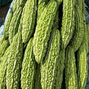 ‘Saibi’ Green Bitter Gourd Seeds, 20 Seeds