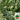 'Super Sweet 2K' Watermelon, 10 Seeds
