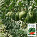 'Super Sweet 2K' Watermelon, 10 Seeds