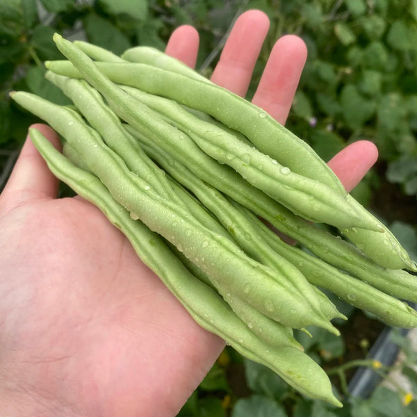 'Jiemei No. 8' Bush Bean, 40g