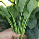 Japanese Large-Leaf Spinach Seeds, 50g