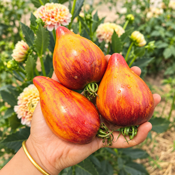 483 Eden's Garden No. 6 F5 Tomato, 5 Seeds