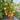 493 Honey Pear Tomato, 5 Seeds
