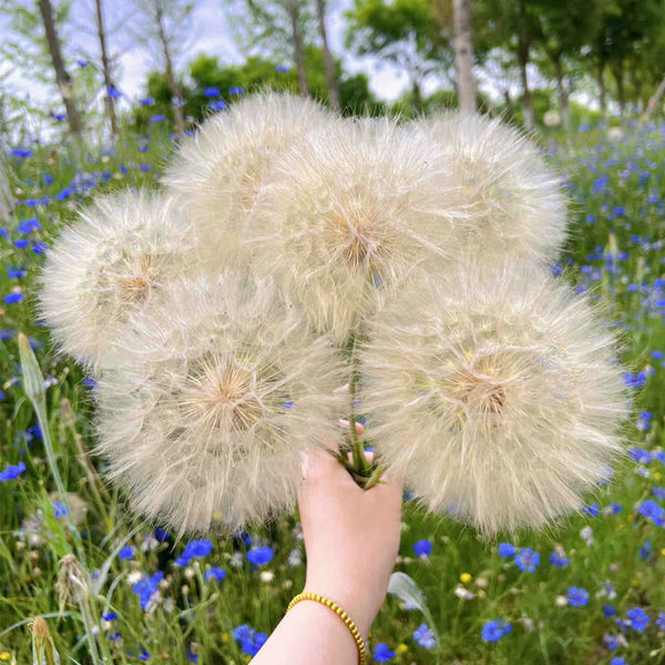Giant Dandelion (Tragopogon orientalis), 10 Seeds