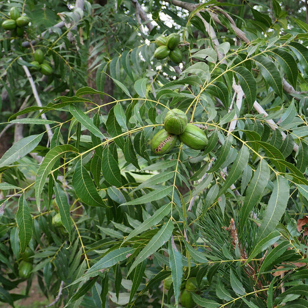 Pecan, 5 Seeds
