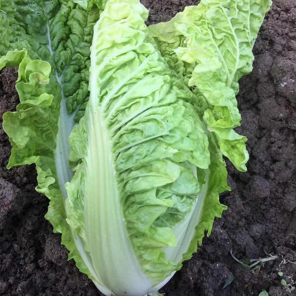 'Dongjia Chunguan' Chinese Cabbage Seeds, 8g