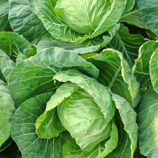 Fruit Cabbage Seeds, 2g