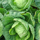 Fruit Cabbage Seeds, 2g