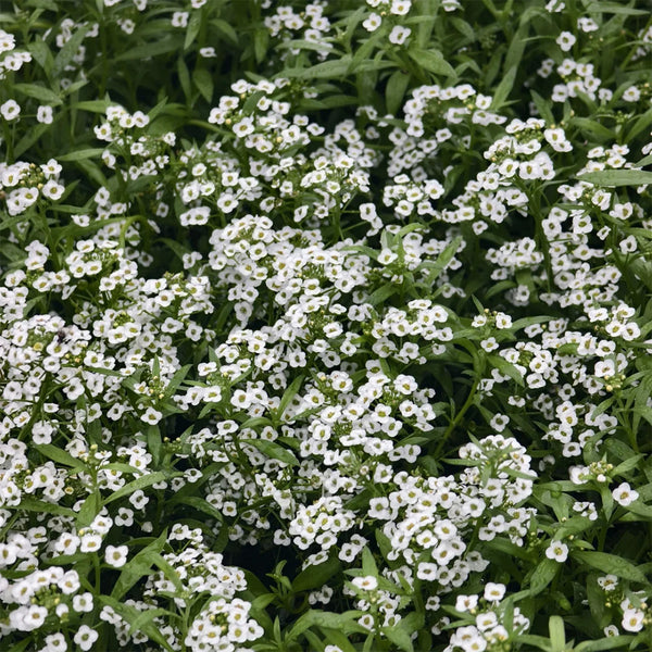 White Sweet Alyssum, 1g
