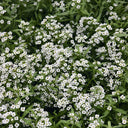 White Sweet Alyssum, 1g