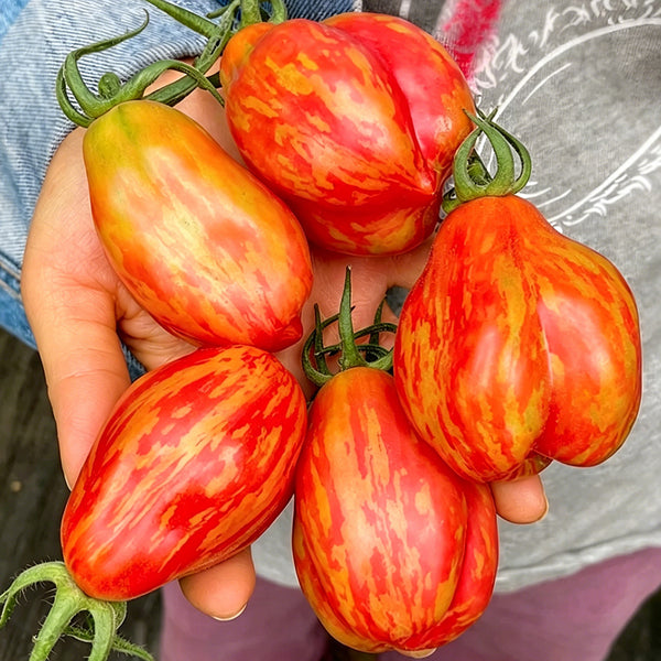 Red Pear Tomato, 100 Seeds