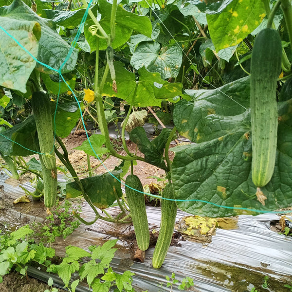 Yanbai No.3 Cucumber Seeds, 10g