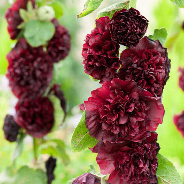 Chater's Double Maroon Hollyhock, 5 Seeds