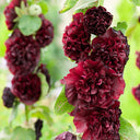 Chater's Double Maroon Hollyhock, 5 Seeds