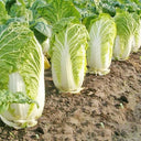 Fengkang 70 Chinese Cabbage Seeds, 5 × 3g Bags