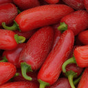 Mexican Chili Pepper Seeds, 5 Seeds