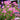 Hezhichun Rose Mallow Seeds, 1g