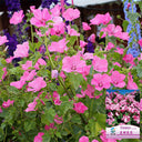 Hezhichun Rose Mallow Seeds, 1g