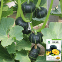 Beibei No.4 Baby Pumpkin, 2 Bags × 5 Seeds