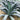 Blue Feather Kale Seeds, 2g