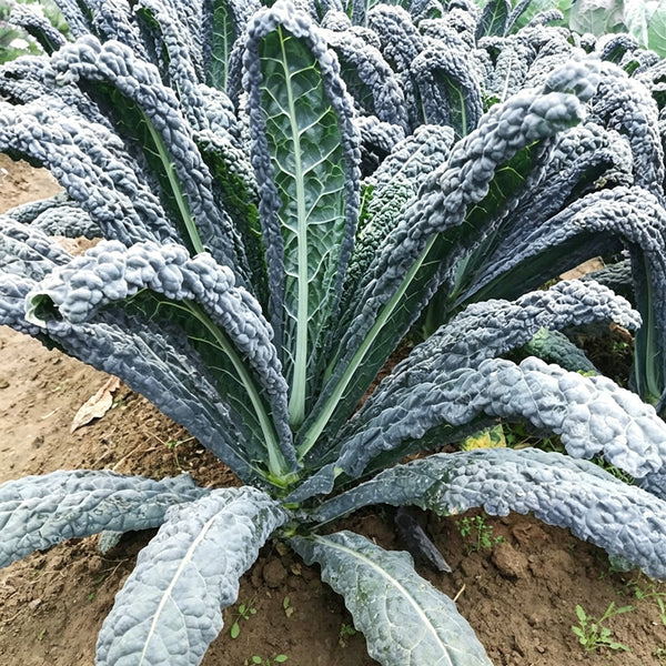 Blue Feather Kale Seeds, 2g