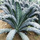 Blue Feather Kale Seeds, 2g