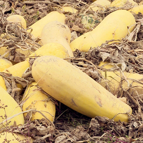 Seed-used Zucchini, 15 Seeds