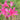 Pink Lycoris sprengeri, 1 Bulb