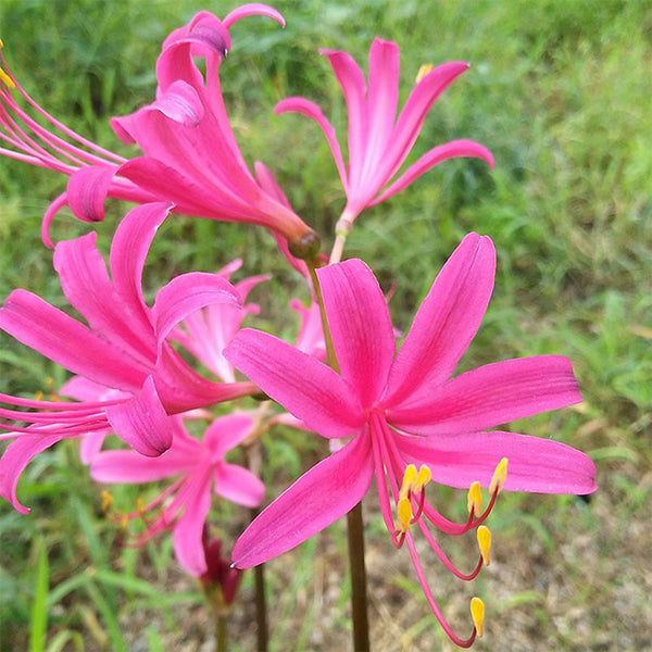 Pink Lycoris sprengeri, 1 Bulb