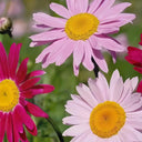 Painted Daisy Seeds, 200 Seeds