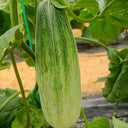 Horn Honey Melon Seeds, 100 Seeds