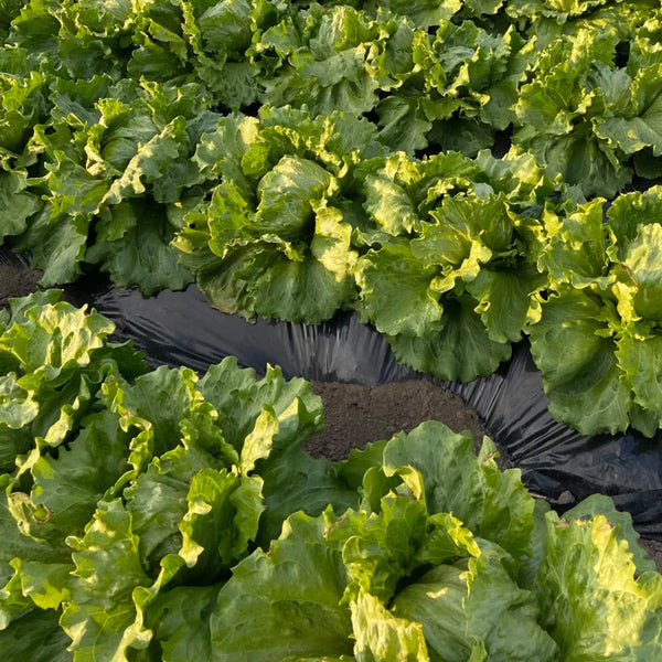Meilü 103 Crisphead Lettuce, 2000 Seeds