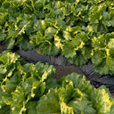 Meilü 103 Crisphead Lettuce, 2000 Seeds