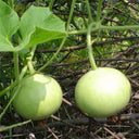 Apple-shaped Gourd Seeds, 10 Seeds