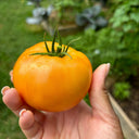 Amish Gold Tomato, 15 Seeds