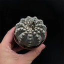 Gymnocalycium quehlianum 'White Spines', 3-4cm