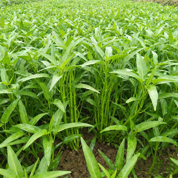 Willow Leaf Water Spinach Seeds, 10 Grams ≈ 250 Seeds
